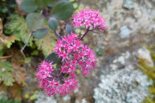 ヒダカミセバヤ（ベンケイソウ科）