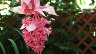 メディニラ・マグニフィカ（ノボタン科） | 見ごろの植物