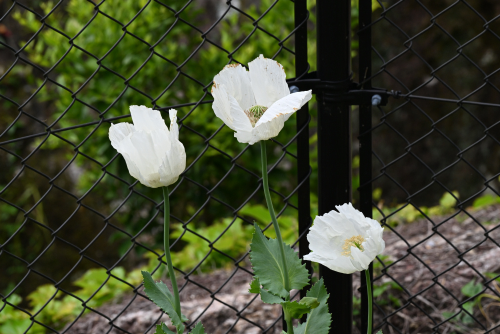 ケシの花が咲きました。 | 見ごろの植物