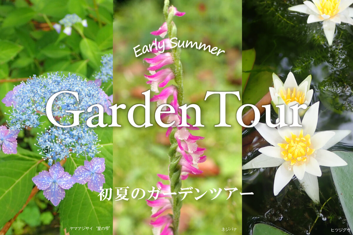 7/4】見ごろの植物を更新しました | 見ごろの植物