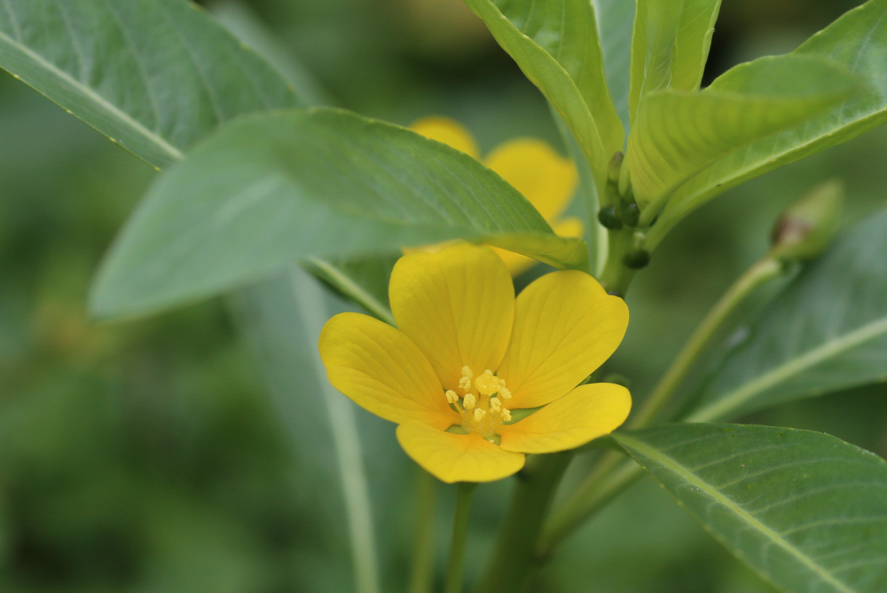 ⚠️花苗状態ご確認を⚠️プロフ確認さま専用 こんばんは✨ 遅くなりましたが新入荷の続きをアップしますね😅 寒い