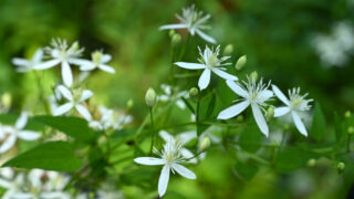 センニンソウが咲きました（8/29更新） | 見ごろの植物