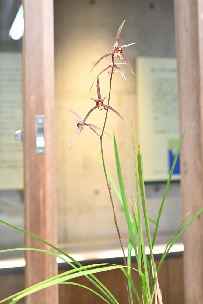 寒蘭 カンランが咲きました(11⁄21更新) 見ごろの植物 | 商品 寒蘭 カンランが咲きました(11⁄21更新) 見ごろの植物 | 商品