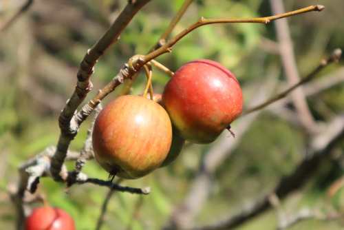 イヌリンゴ ‘アルプス乙女’（バラ科）