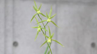 カンランが咲きました（11/21更新） | 見ごろの植物