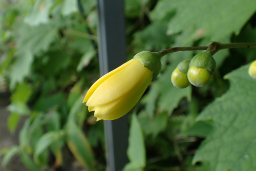 キレンゲショウマ（アジサイ科）