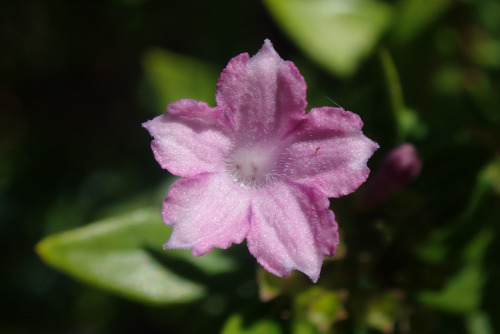 シチョウゲ（アカネ科）