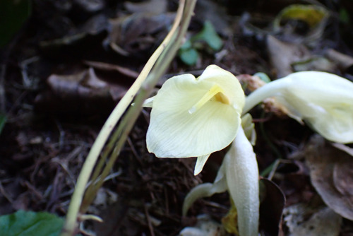 ミョウガの栽培品種（ショウガ科）