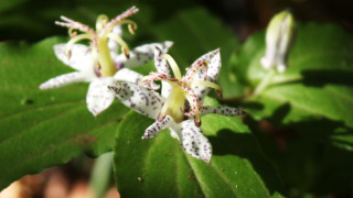 ヤマジノホトトギス（ユリ科） | 見ごろの植物