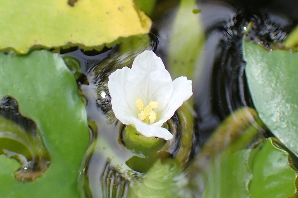 ヒシ(ミソハギ科) | 見ごろの植物