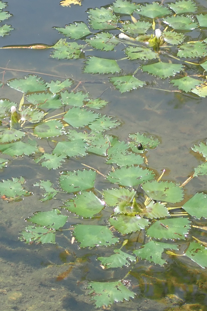 ヒシ(ミソハギ科) | 見ごろの植物