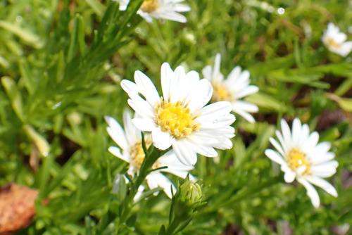 イソノギク（キク科）