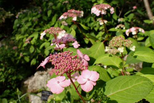 エゾアジサイ‘雪小紋’（アジサイ科）