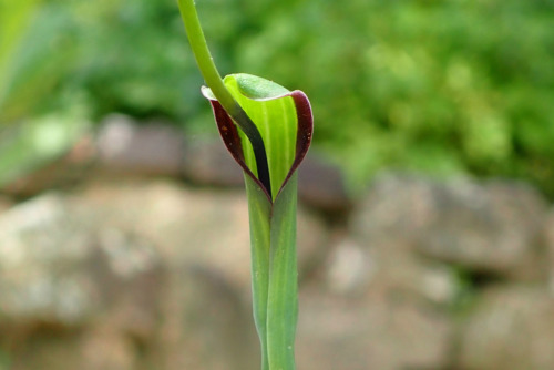 カラスビシャク（サトイモ科）