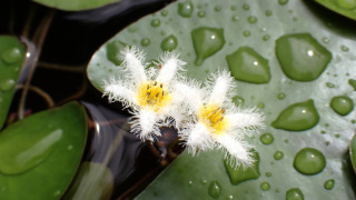 ガガブタ（ミツガシワ科） | 見ごろの植物