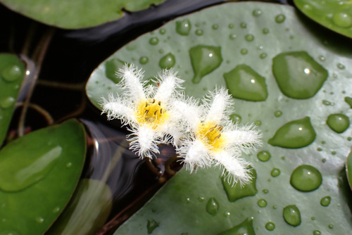 ガガブタ（ミツガシワ科）