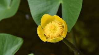 コウホネ（スイレン科） | 見ごろの植物