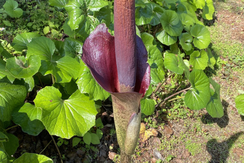 コンニャク（サトイモ科）