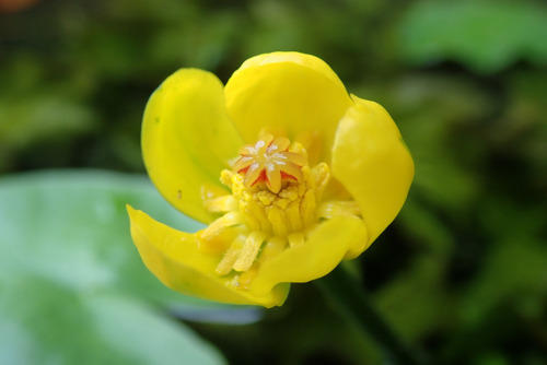 サイコクヒメコウホネ（スイレン科）