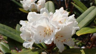 タイワンシャクナゲ（ツツジ科） | 見ごろの植物