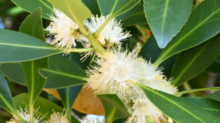 ヒロハノミミズバイの花が咲きました（12/19更新） | 見ごろの植物