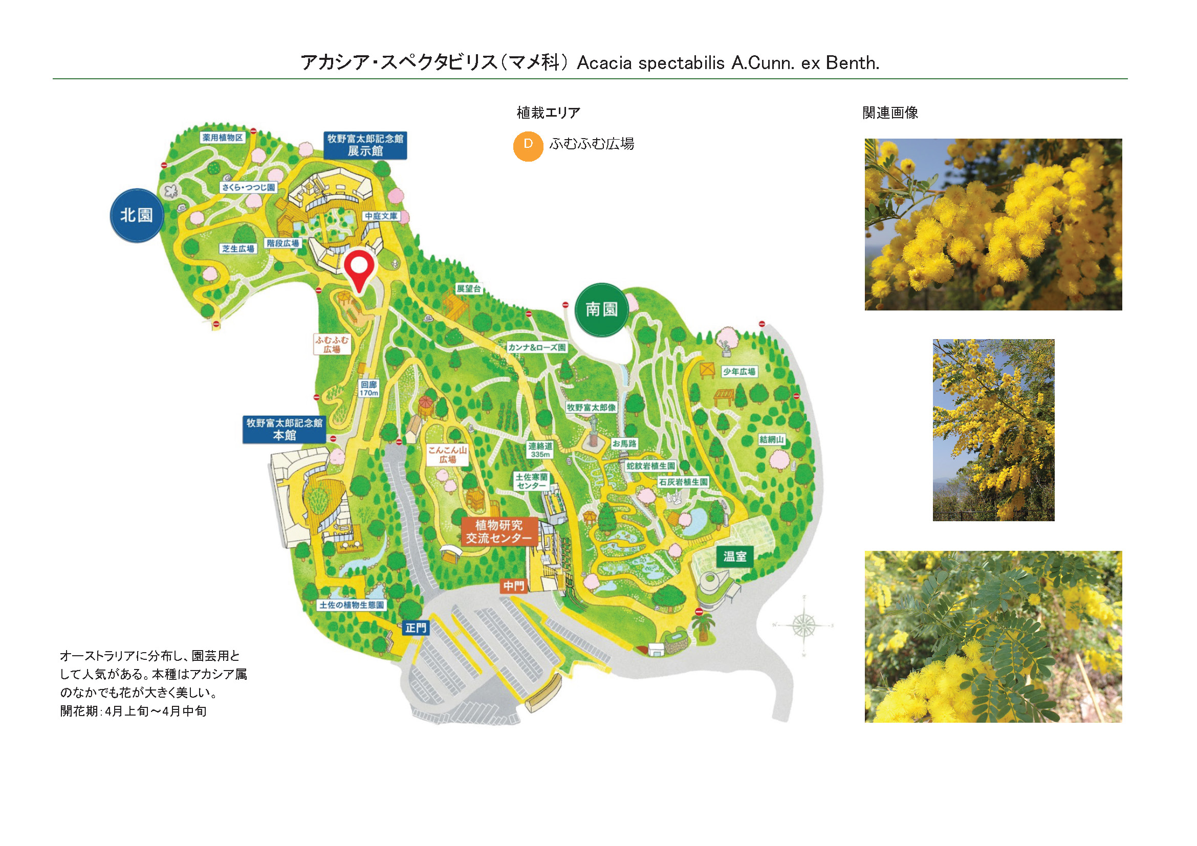 アカシア・スペクタビリス（マメ科） | 見ごろの植物