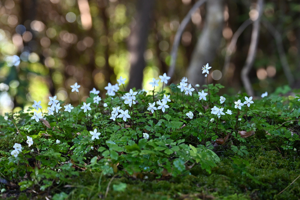 バイカオウレンが見ごろになりました（1/9更新） | 見ごろの植物