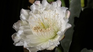 ケレウス・レパンドゥス（サボテン科） | 見ごろの植物