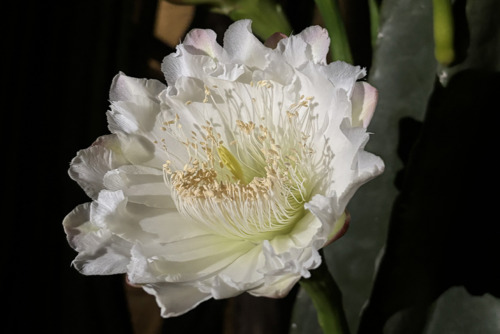 ケレウス・レパンドゥス（サボテン科）