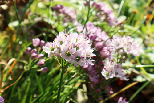 コシキイトラッキョウ（ヒガンバナ科）