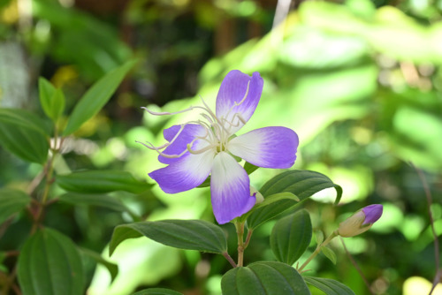 シコンノボタン‘リトルエンジェル’（ノボタン科）