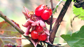 シマバライチゴ（バラ科） | 見ごろの植物