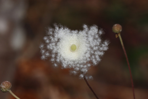 シュウメイギクの園芸品種（キンポウゲ科）