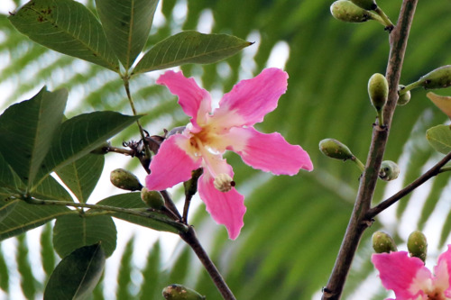 トックリキワタ（アオイ科）