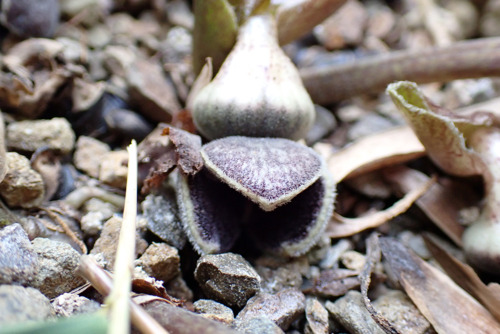 ナンゴクアオイ（ウマノスズクサ科）