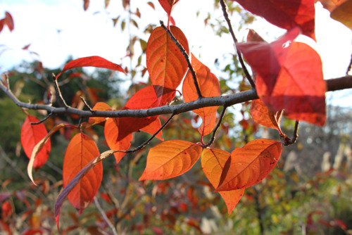 ニッサボク（ヌマミズキ科）