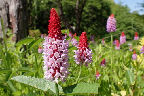 プリムラ・ヴィアリー（サクラソウ科）