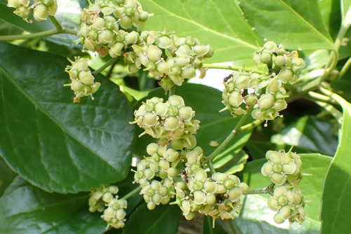 マサキ（ニシキギ科）