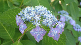 ヤマアジサイ'星の雫'（アジサイ科） | 見ごろの植物