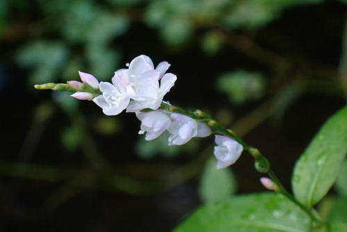 サクラタデ（タデ科）