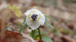 セツブンソウが咲きました（2/6更新） | 見ごろの植物