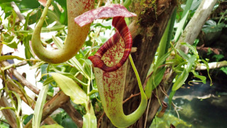 ネペンテス・ラフレシアナ（ウツボカズラ科） | 見ごろの植物