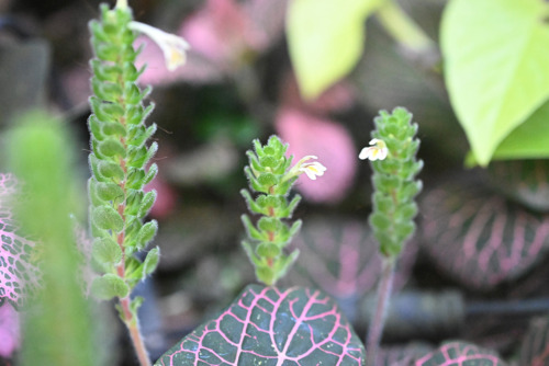 ツンベルギア・マイソレンシス（キツネノマゴ科） | 見ごろの植物