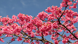 早咲きの桜が咲いています（2/20更新） | 見ごろの植物