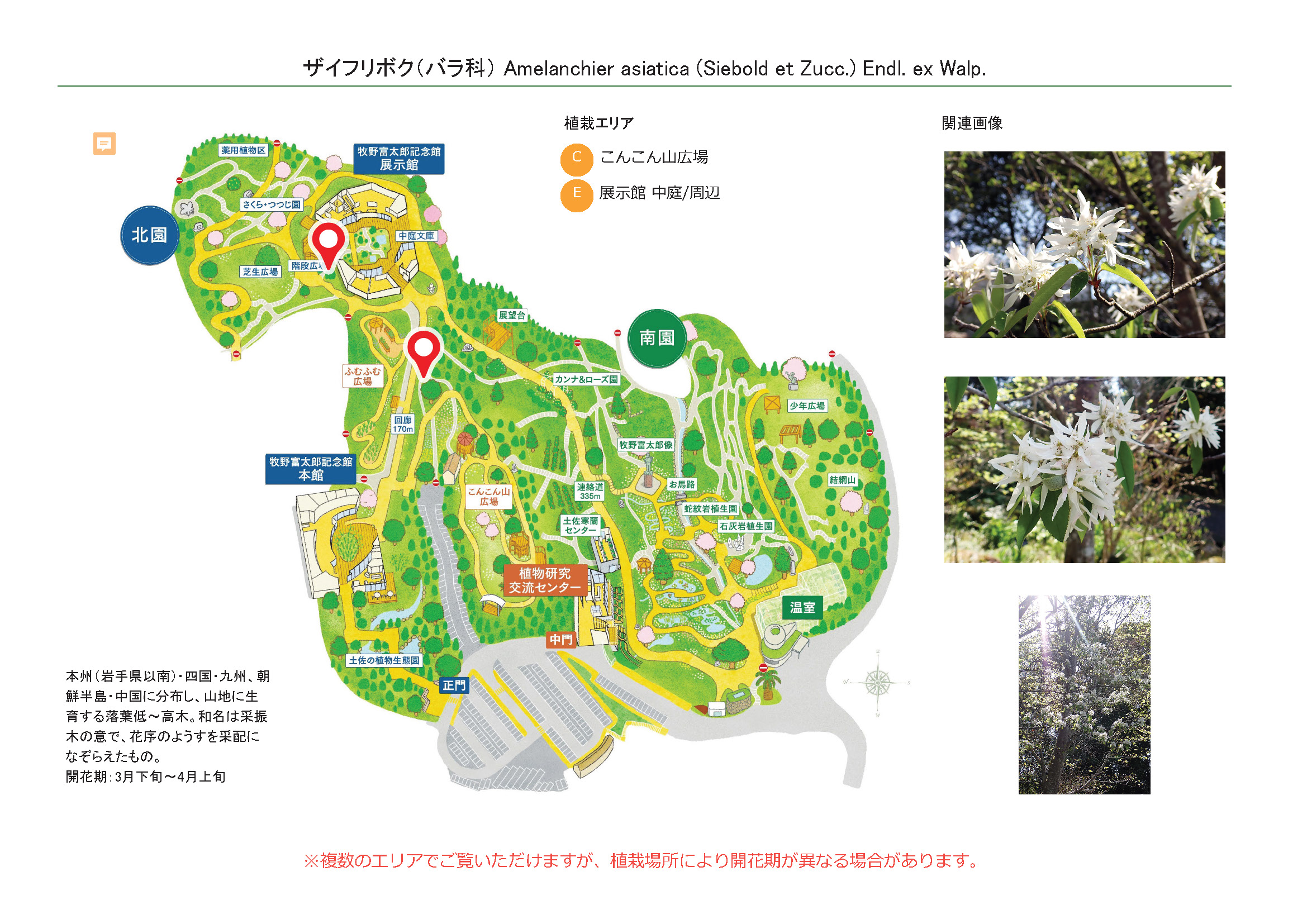 ザイフリボク（バラ科） | 見ごろの植物