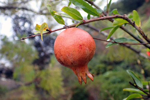 ヒメザクロ（ミソハギ科）