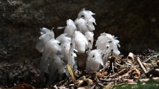 ギンリョウソウが咲きました（4/3更新） | 見ごろの植物