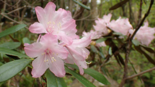 ただいま見ごろのツツジ属植物について（4/10更新） | 見ごろの植物