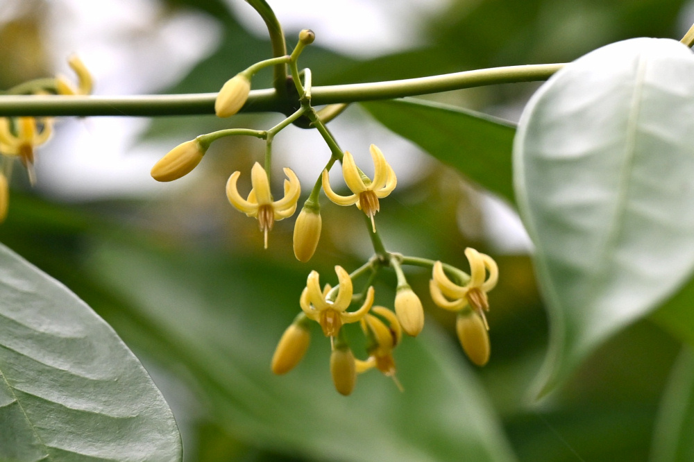 やーまん太郎様　植物 チトセカズラが咲きました（6/5更新） | 見ごろの植物